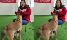 训狗视频,训狗视频教你轻松驯服爱犬